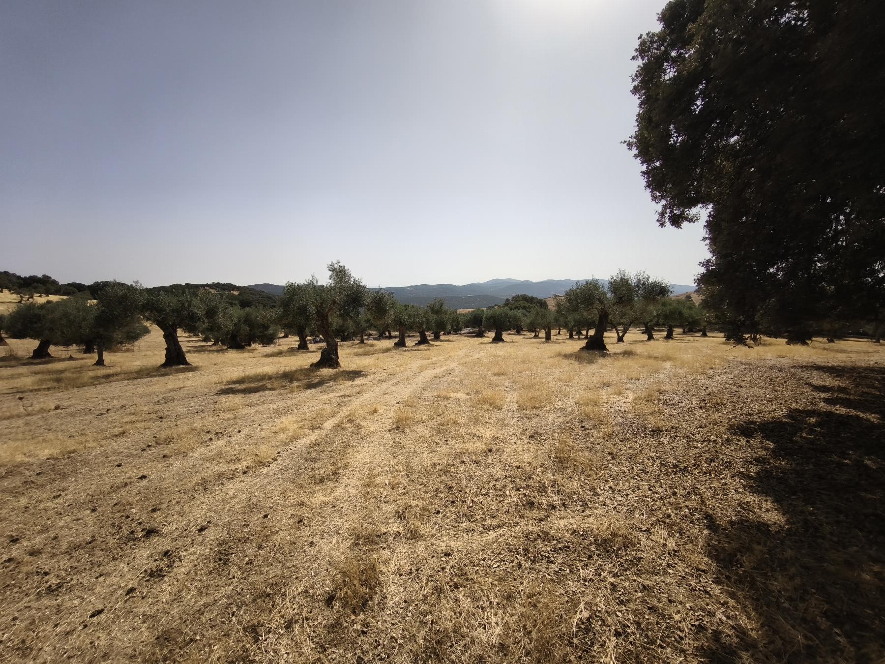 Venta de finca rústica en Fuentes de León
