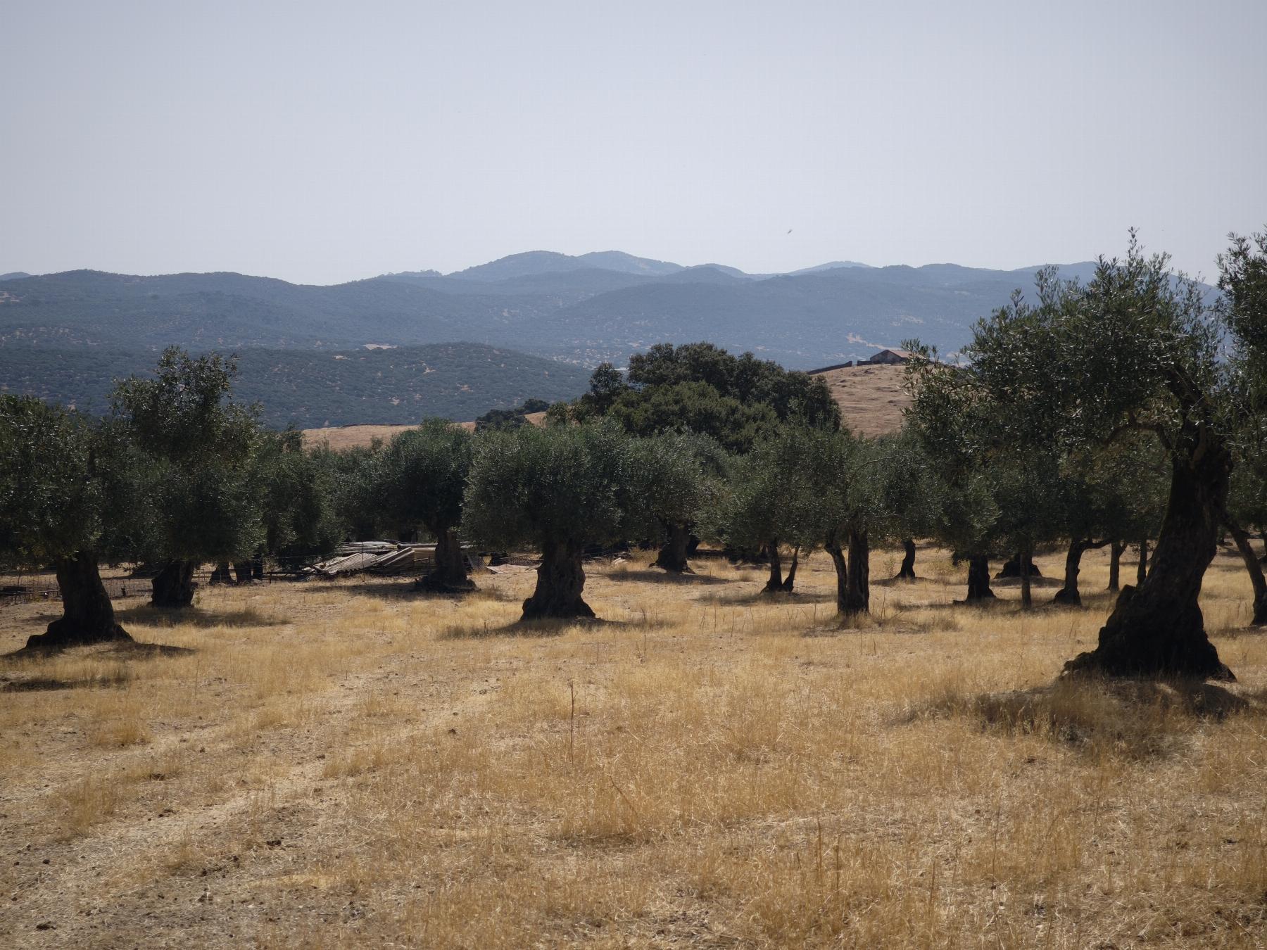 Venta de finca rústica en Fuentes de León