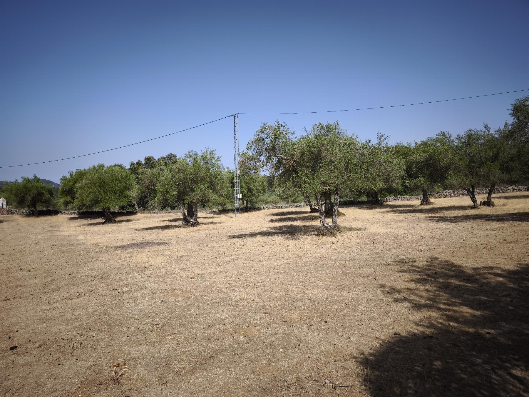 Venta de finca rústica en Fuentes de León