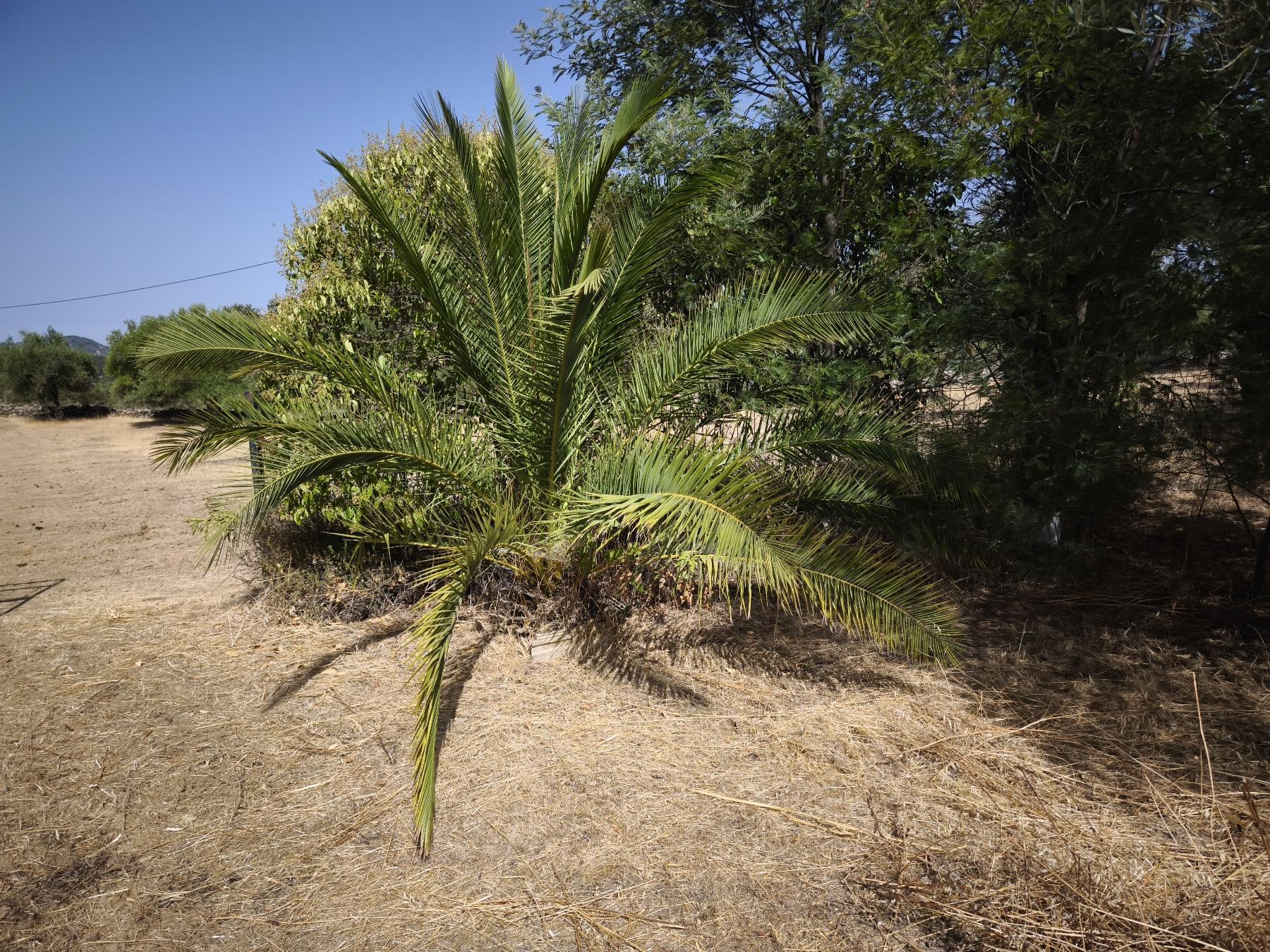 Venta de finca rústica en Fuentes de León