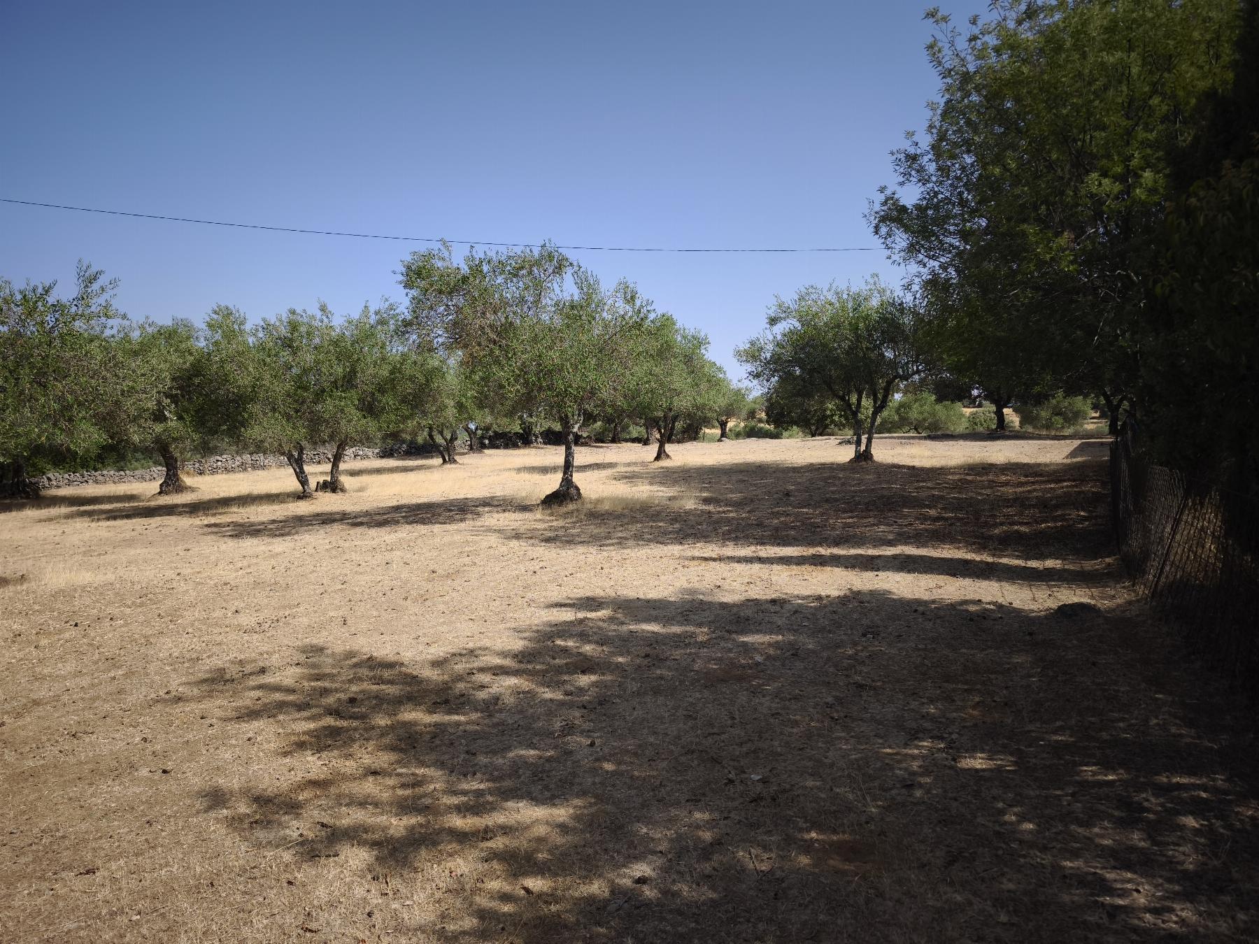 Venta de finca rústica en Fuentes de León