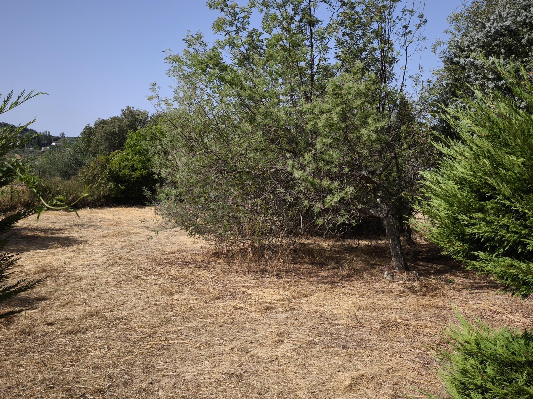 Venta de finca rústica en Fuentes de León