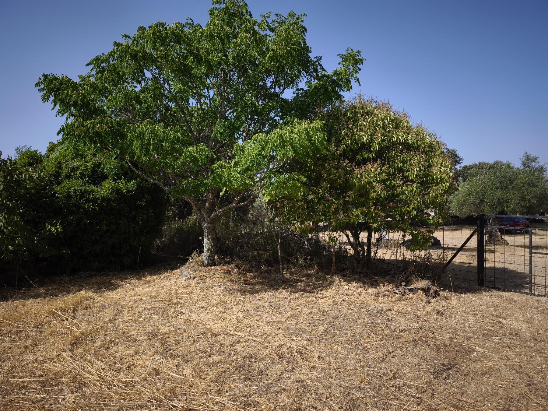 Venta de finca rústica en Fuentes de León