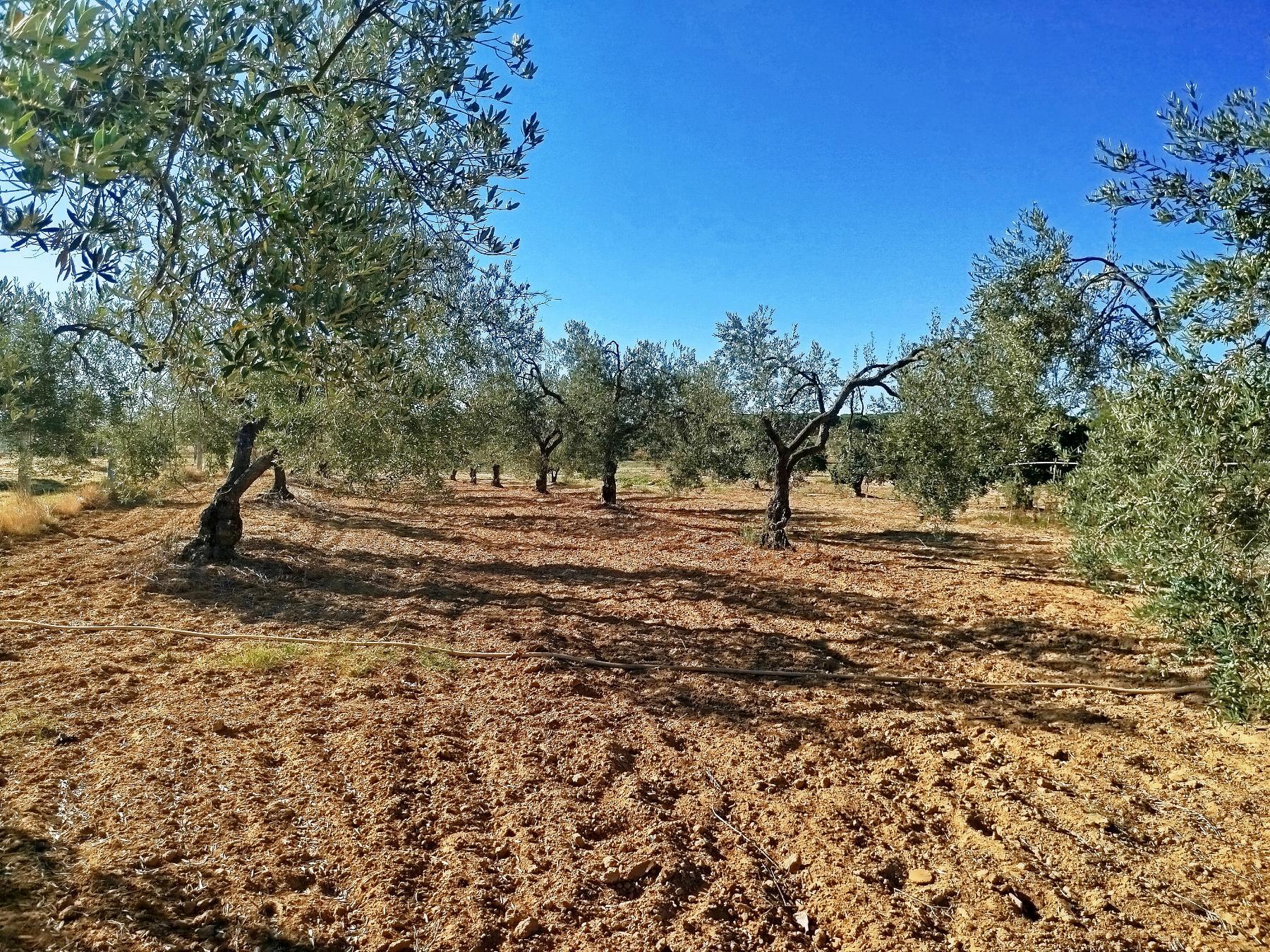Terreno