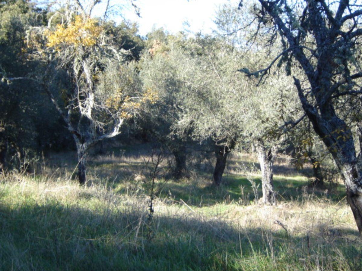 Venta de finca rústica en Cabeza la Vaca