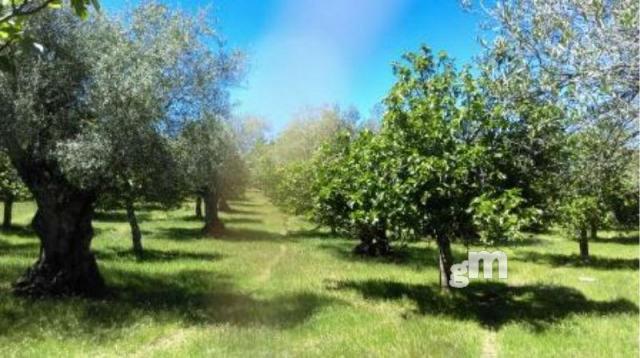 For sale of rural property in Fuentes de León