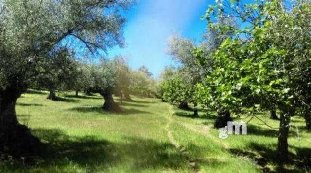 Venta de finca rústica en Fuentes de León