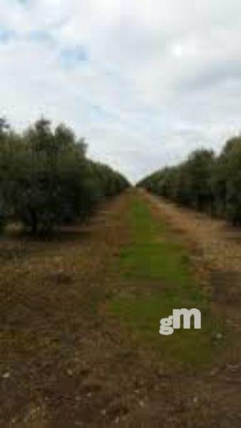 Venta de finca rústica en Aznalcázar