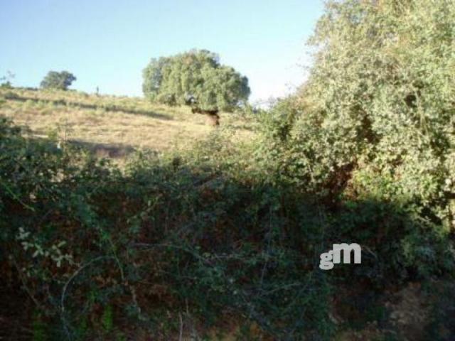 Venta de finca rústica en Segura de León