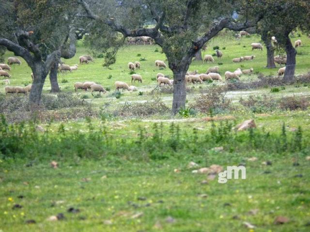 Venta de finca rústica en Todas