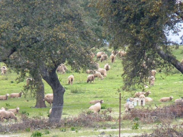 Venta de finca rústica en Todas