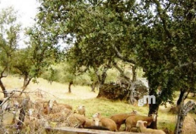 Venta de finca rústica en Cabeza la Vaca