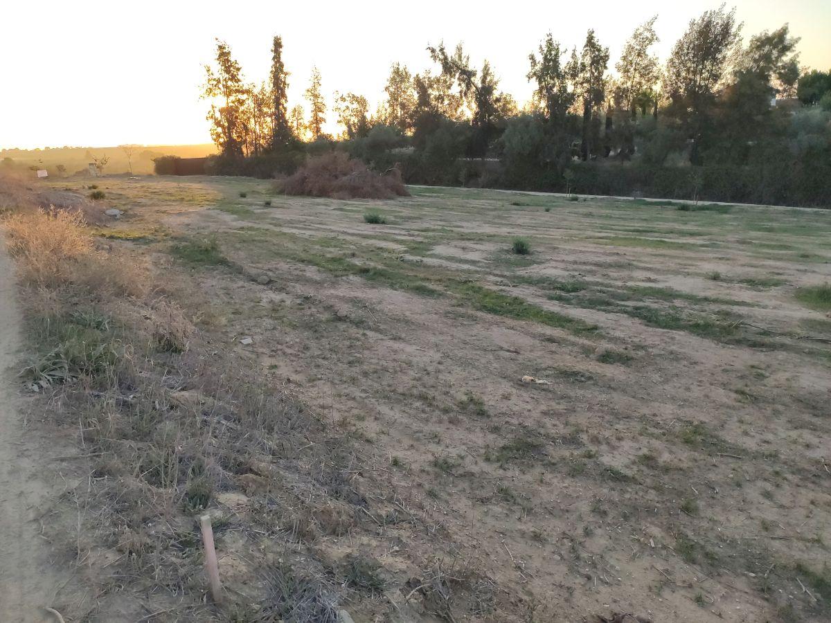 Venta de finca rústica en Bormujos