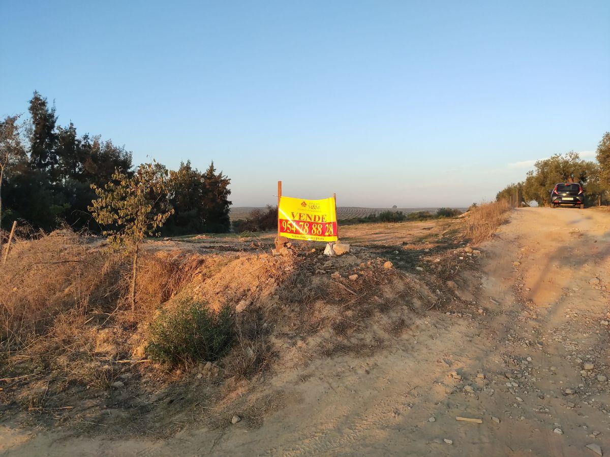 Venta de finca rústica en Bormujos