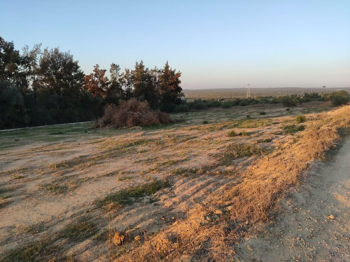 Venta de finca rústica en Bormujos