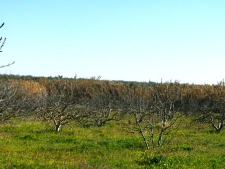 Venta de finca rústica en Bormujos