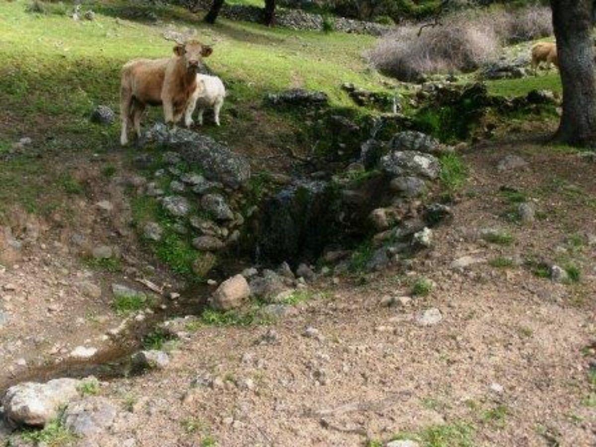 Venta de finca rústica en Fuentes de León