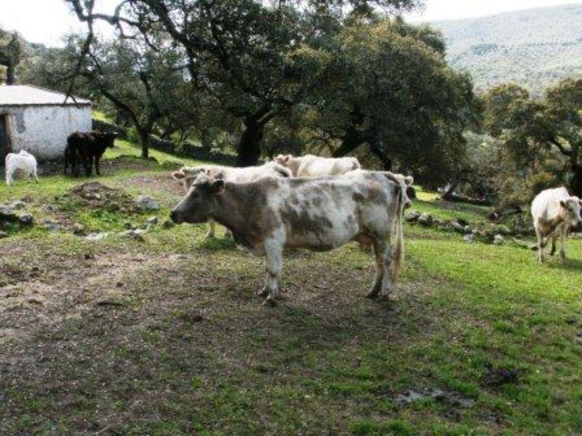 For sale of rural property in Fuentes de León