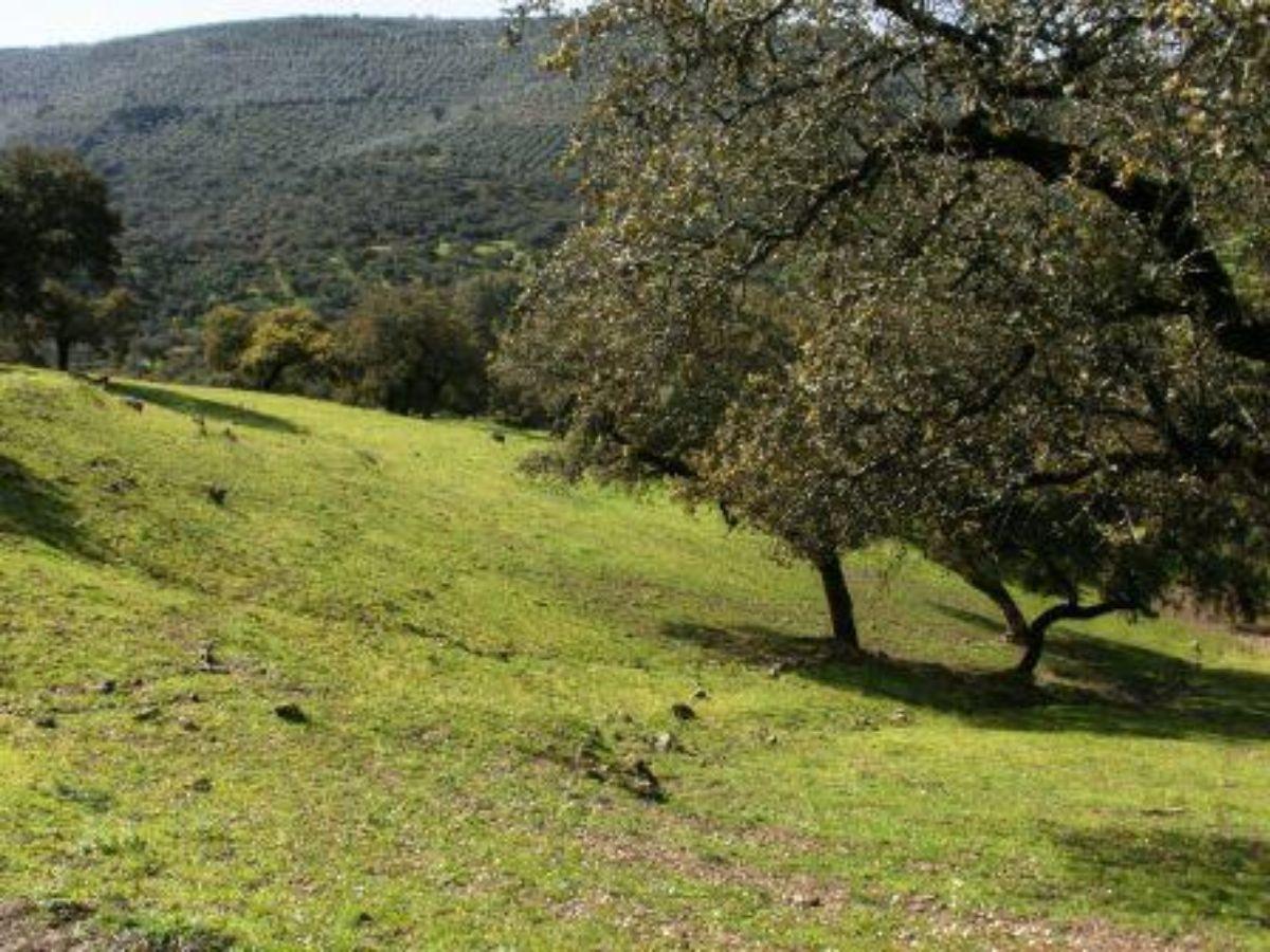 Venta de finca rústica en Fuentes de León