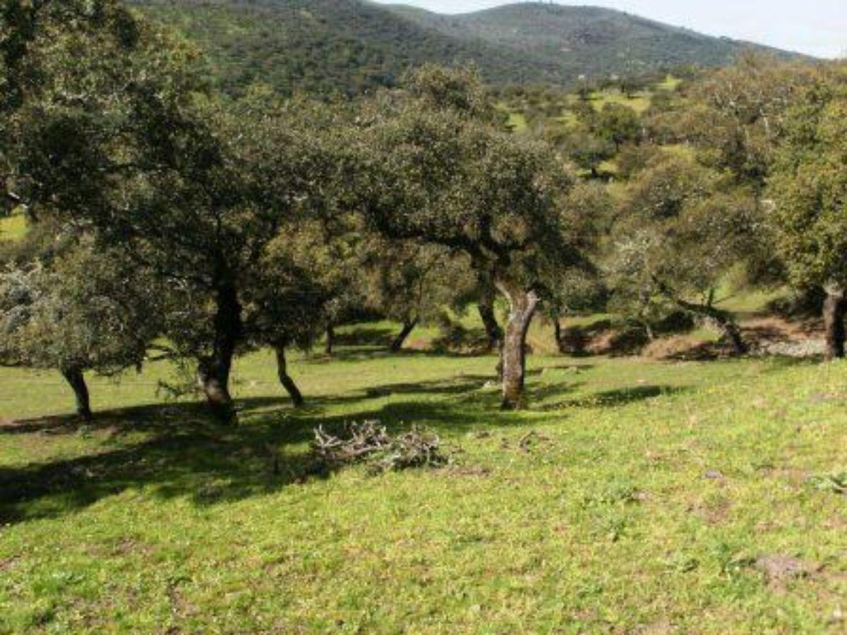 For sale of rural property in Fuentes de León