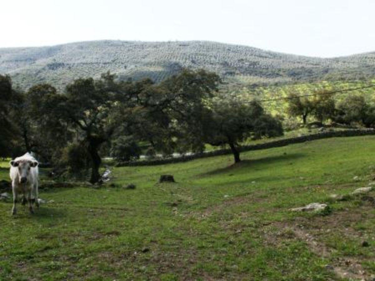 For sale of rural property in Fuentes de León