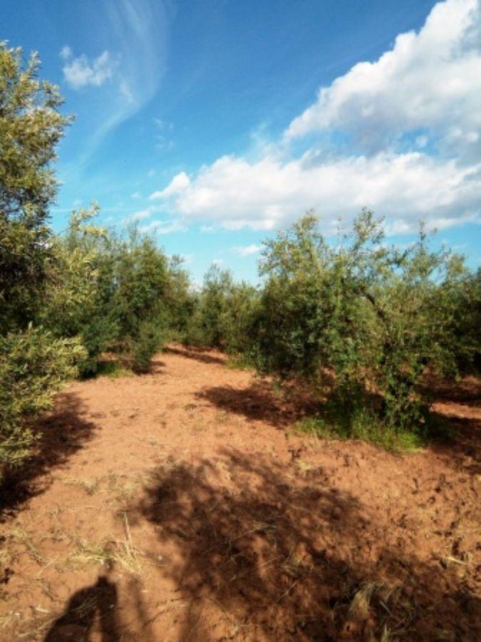 Venta de finca rústica en Pilas