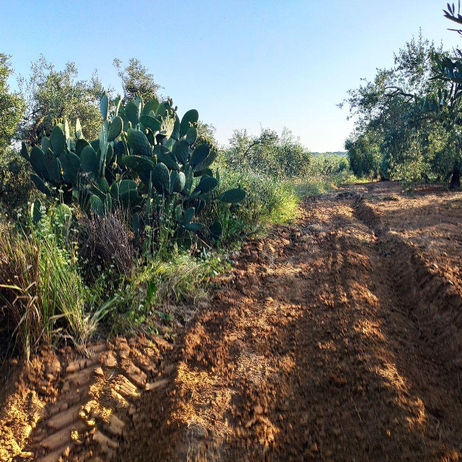 Venta de finca rústica en Pilas