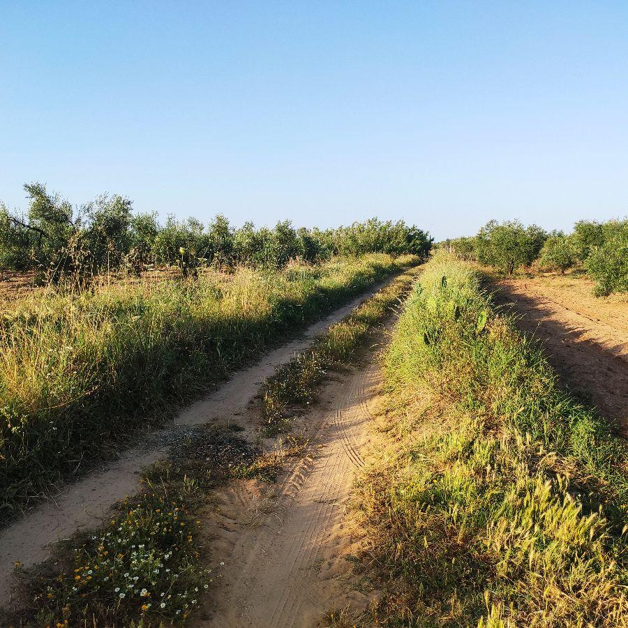 Venta de finca rústica en Pilas