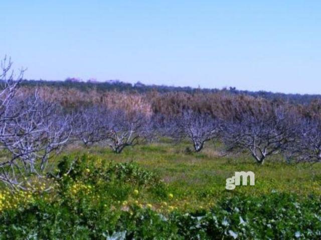 Venta de finca rústica en Bormujos