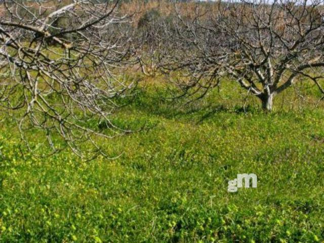 Venta de finca rústica en Bormujos