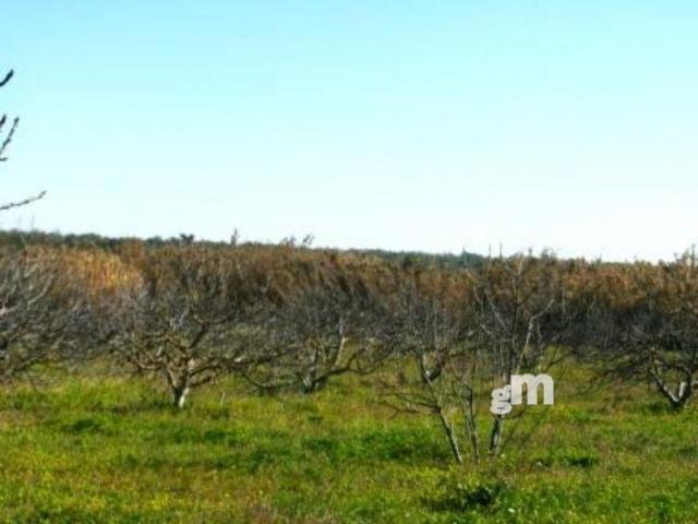 Venta de finca rústica en Bormujos