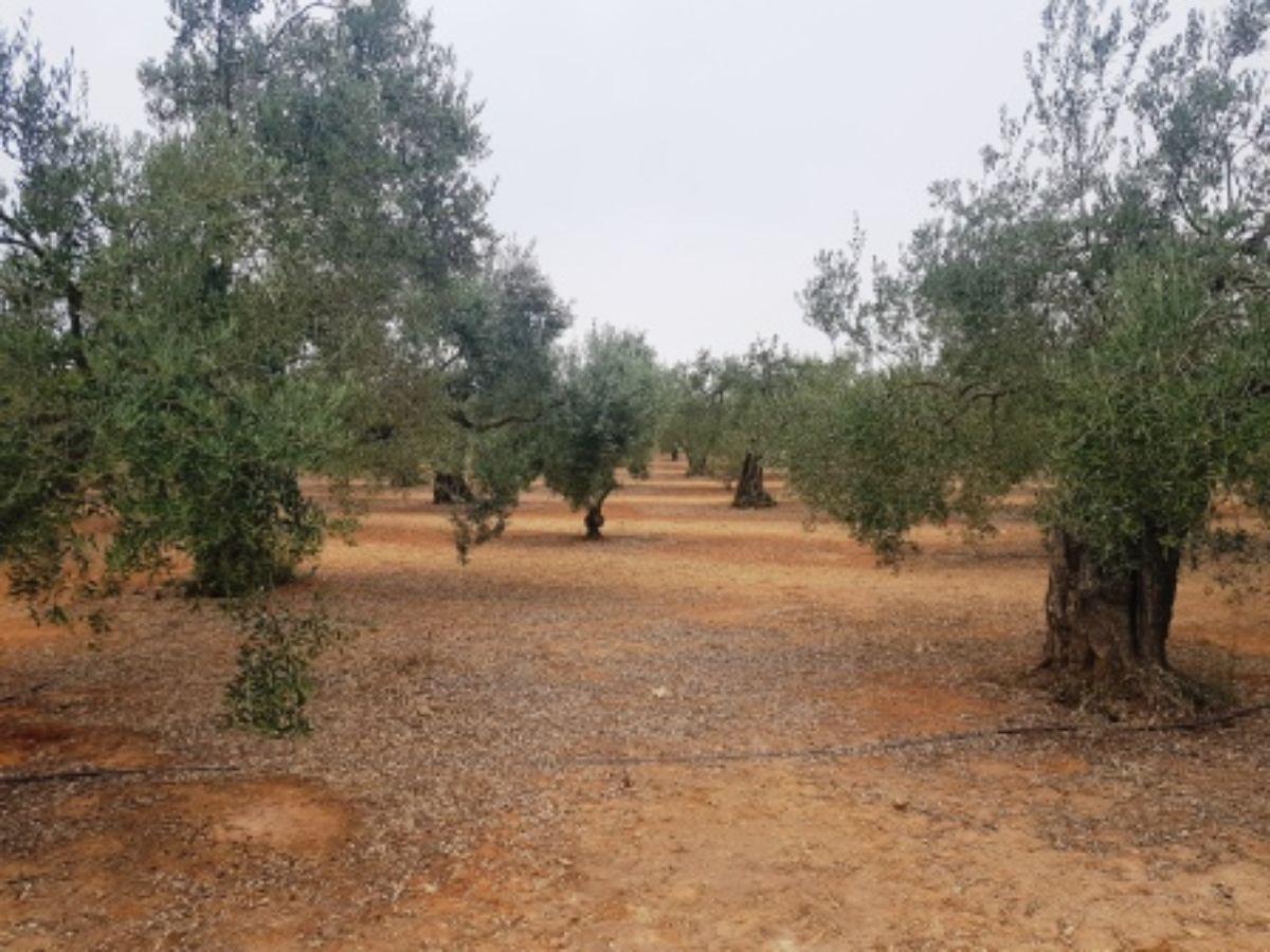 Venta de finca rústica en Mairena del Aljarafe