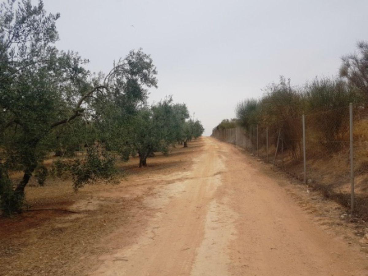 Venta de finca rústica en Mairena del Aljarafe