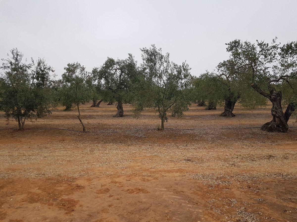 Venta de finca rústica en Mairena del Aljarafe