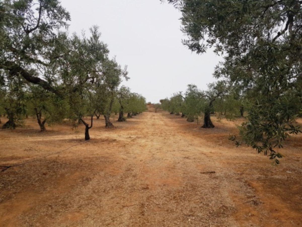 Venta de finca rústica en Mairena del Aljarafe