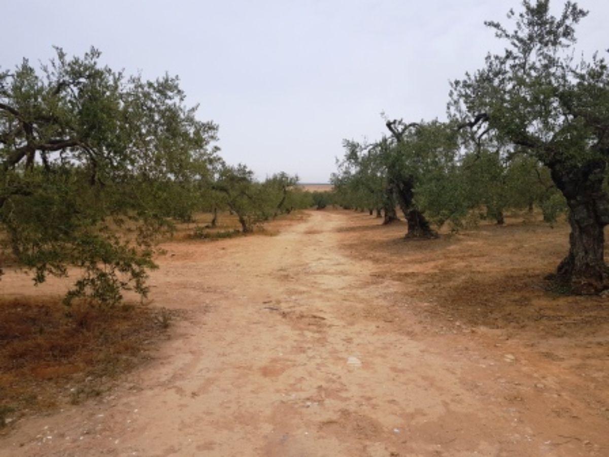 Venta de finca rústica en Mairena del Aljarafe