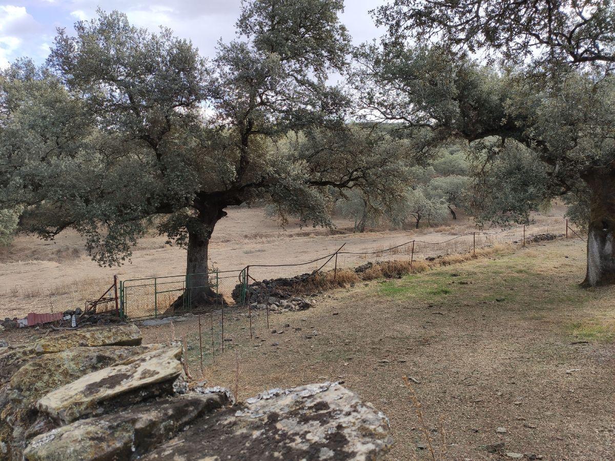 Venta de finca rústica en Cabeza la Vaca