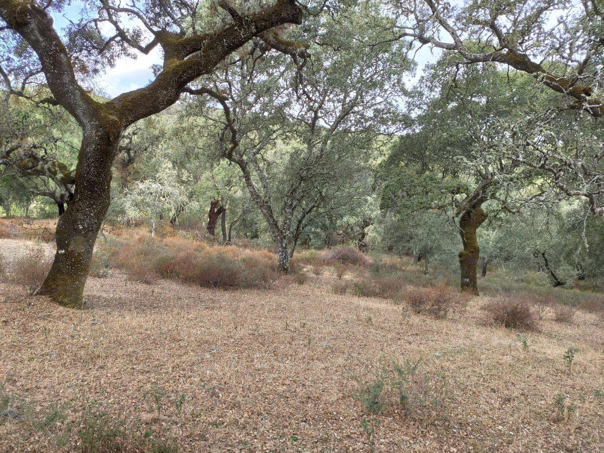 Venta de finca rústica en Cabeza la Vaca