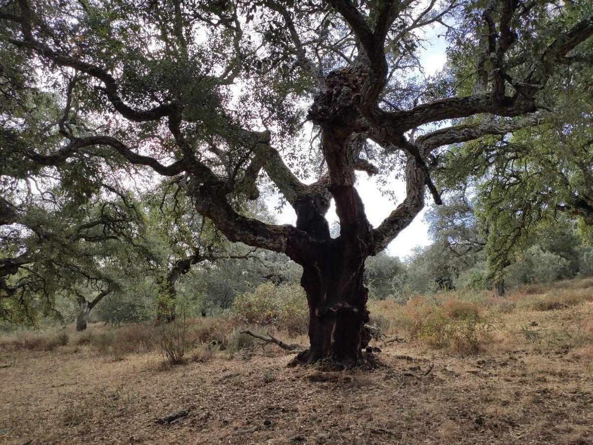 Venta de finca rústica en Cabeza la Vaca