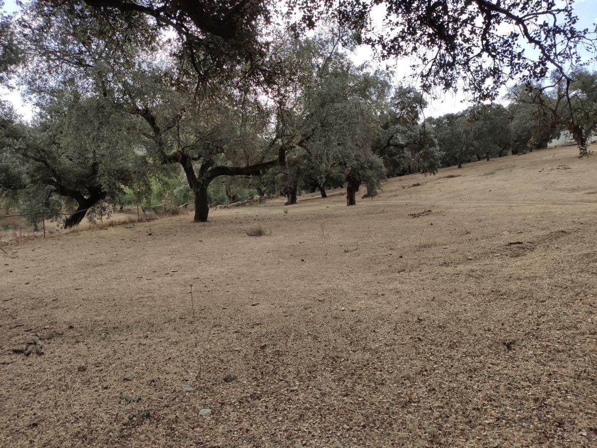 Venta de finca rústica en Cabeza la Vaca