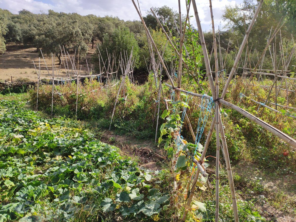 Venta de finca rústica en Cabeza la Vaca