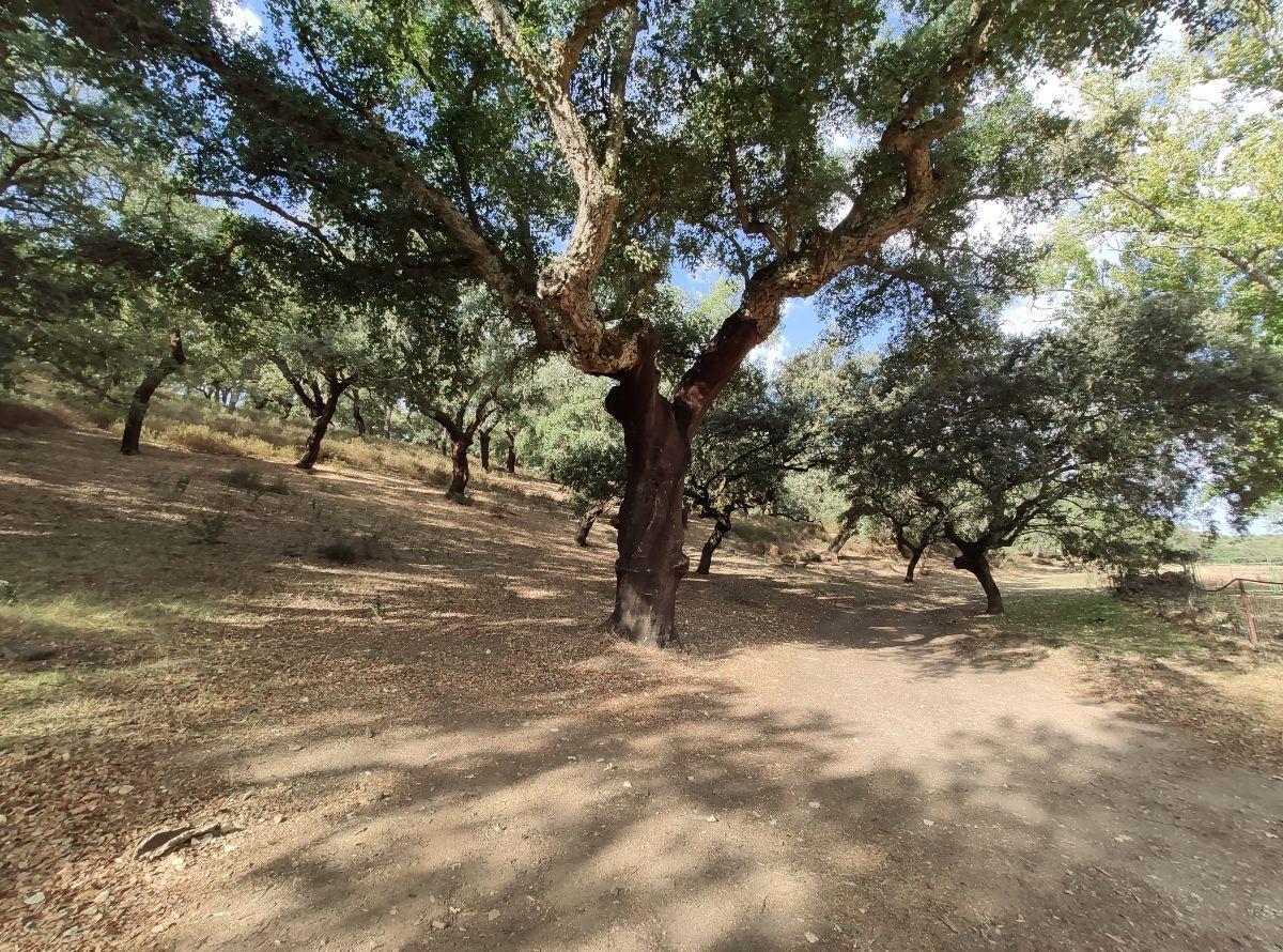 Venta de finca rústica en Cabeza la Vaca