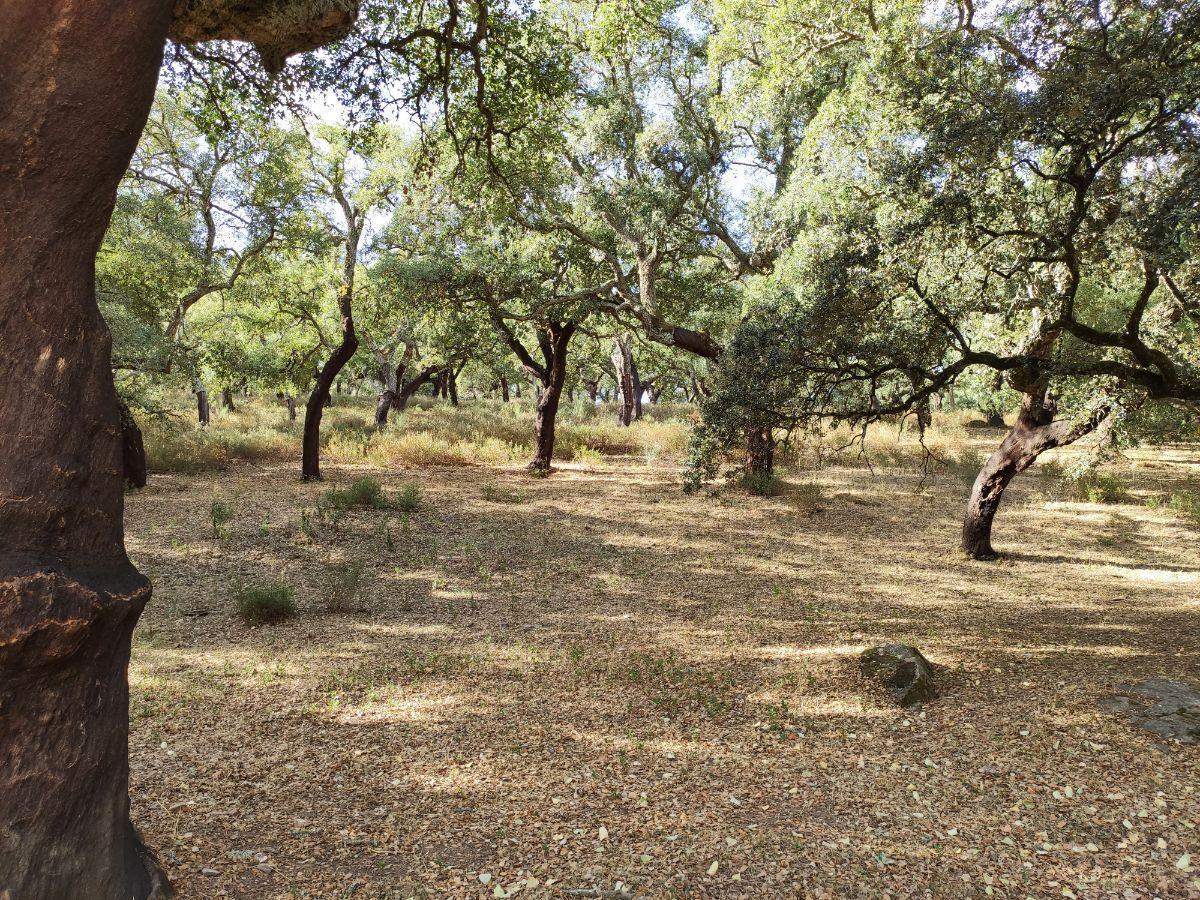 Venta de finca rústica en Cabeza la Vaca