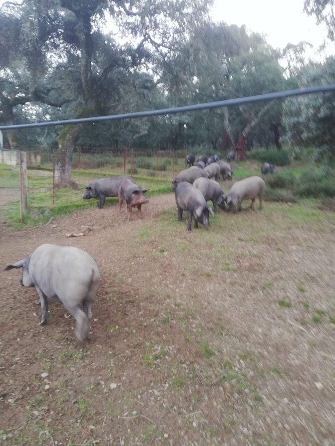 Venta de finca rústica en Cabeza la Vaca