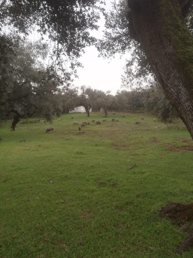 Venta de finca rústica en Cabeza la Vaca