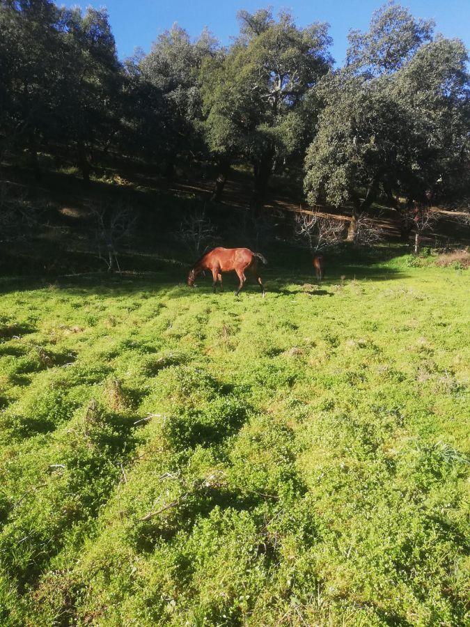 Venta de finca rústica en Cabeza la Vaca