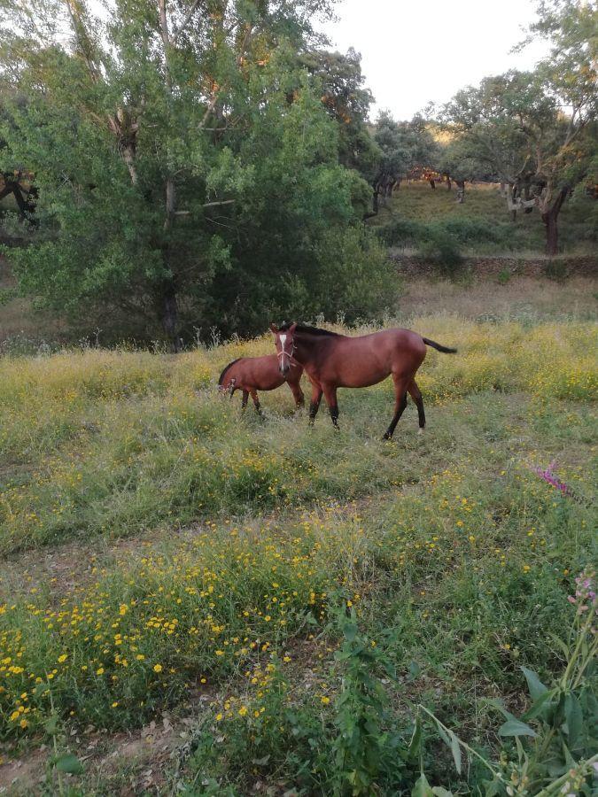 Venta de finca rústica en Cabeza la Vaca