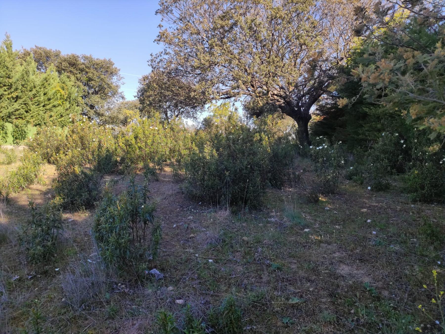 Terreno