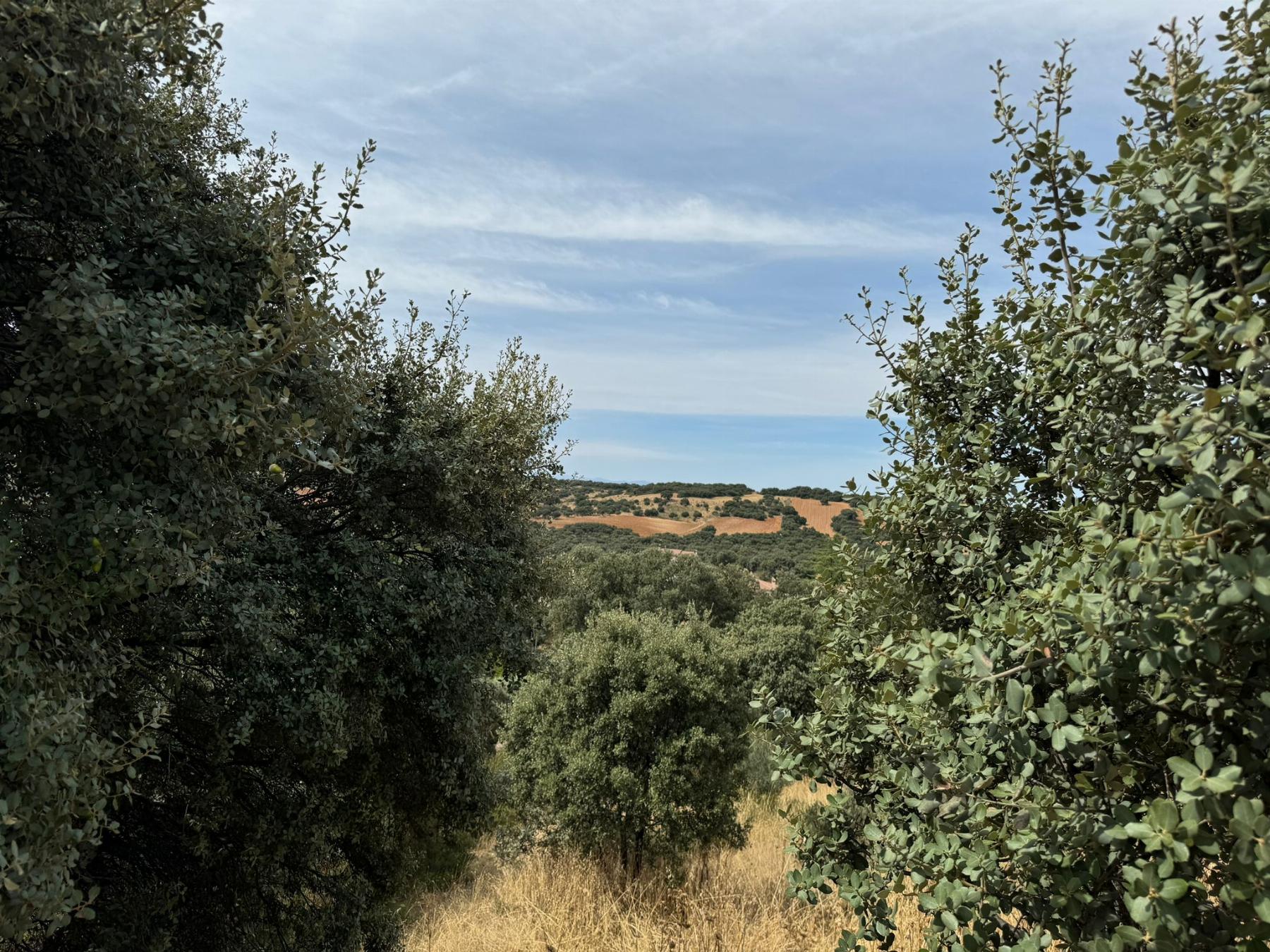 Vistas