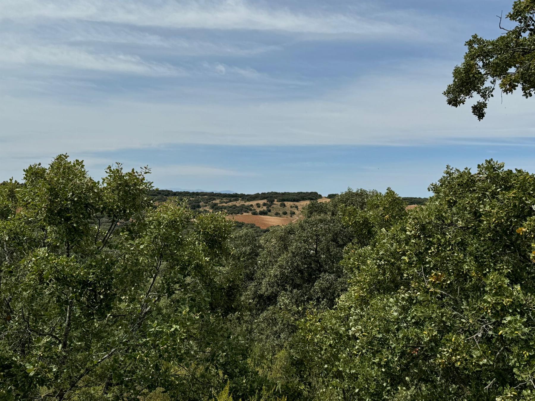 Vistas